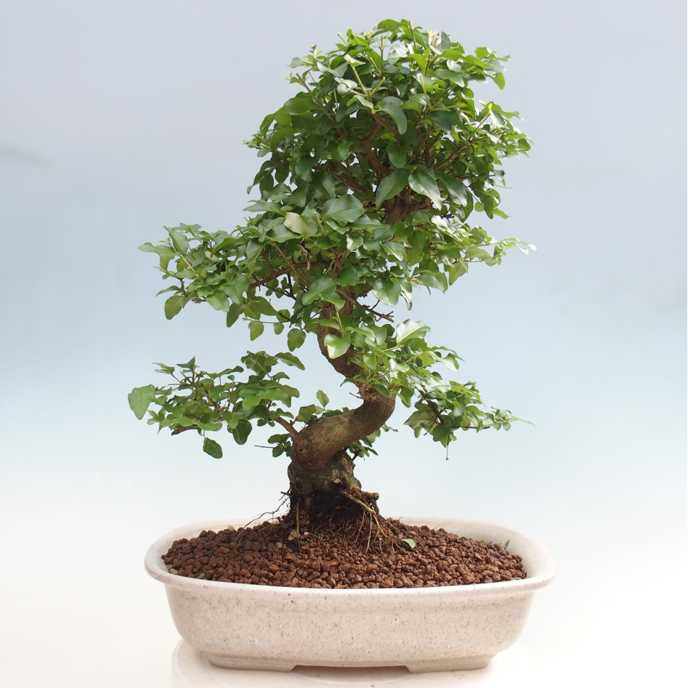 Pokój bonsai - Ligustrum chinensis - Dziób ptaka
