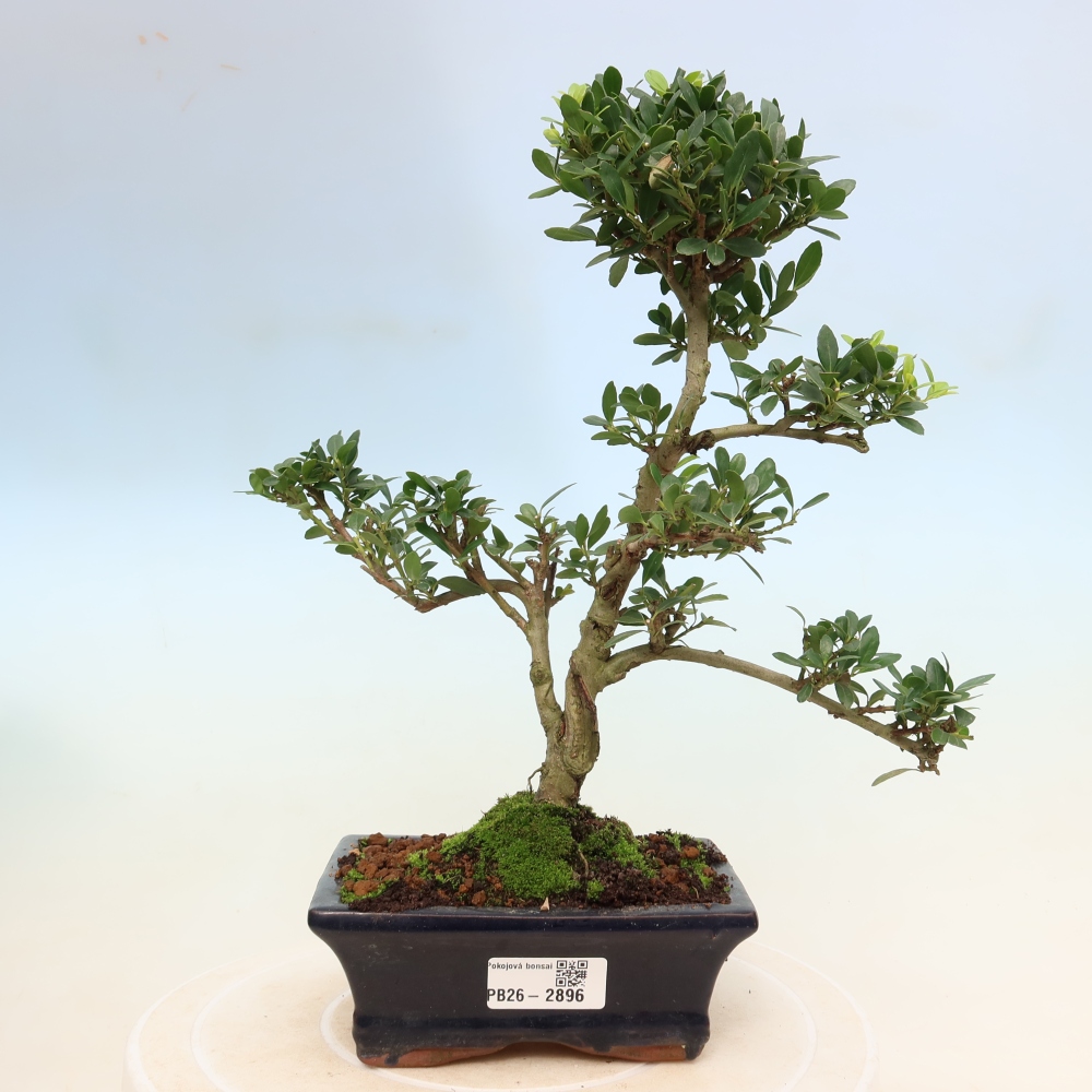 Pokój bonsai - Ilex crenata - Ostrokrzew