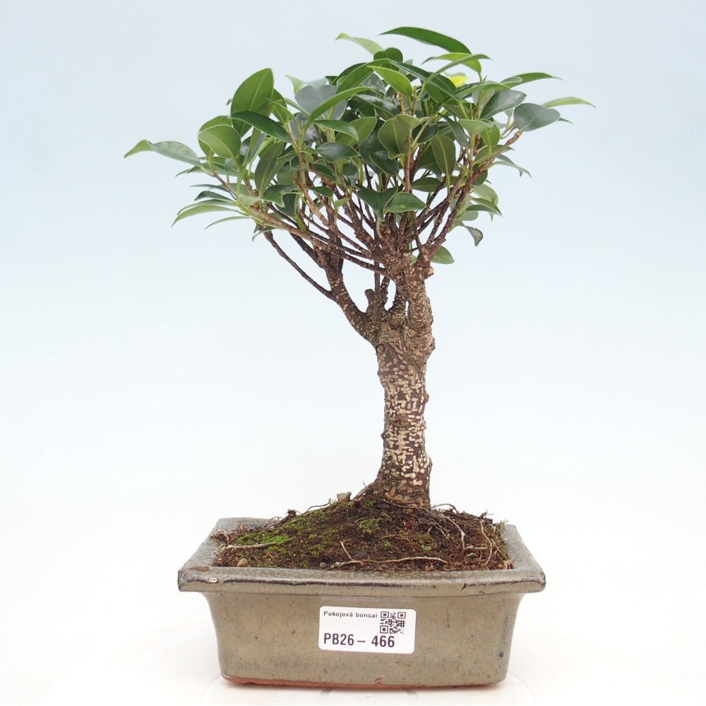 Pokój bonsai - Ficus retusa - figowiec drobnolistny