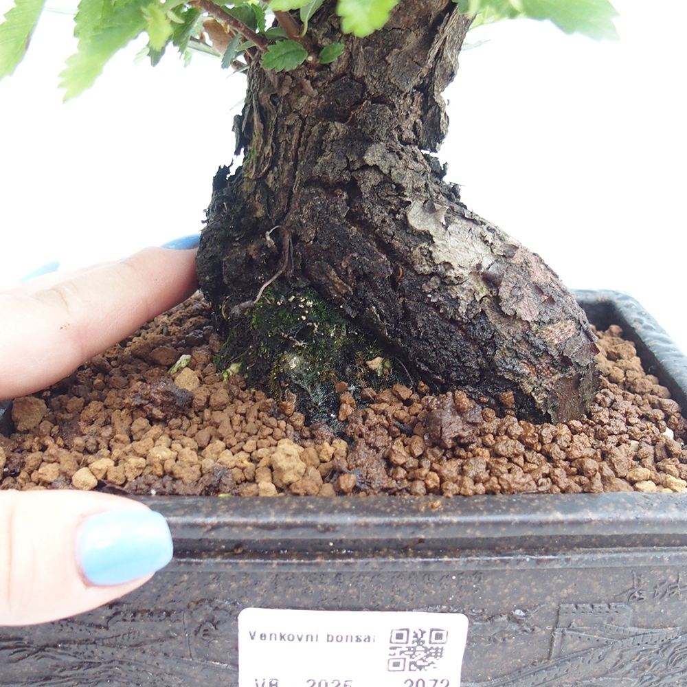 Outdoor bonsai - Zelkova - Zelkova NIRE