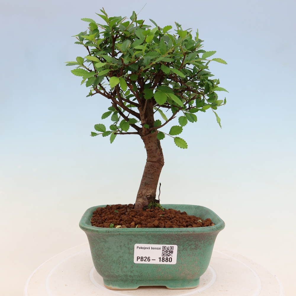 Pokój bonsai - Ulmus parvifolia - Wiąz drobnolistny