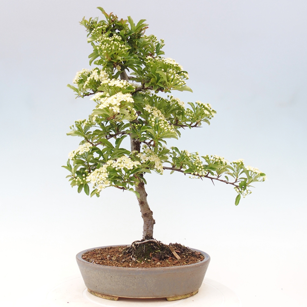Outdoor Bonsai-Pyracanta Teton-Piekarnia