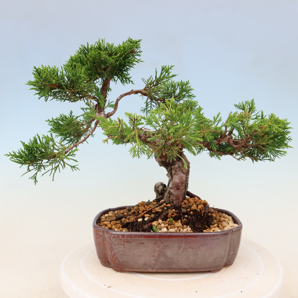 Outdoor bonsai - Juniperus chinensis Itoigawa