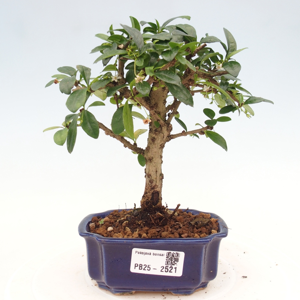 Bonsai wewnętrzne - Carmona makrophylla - Herbata Fuki