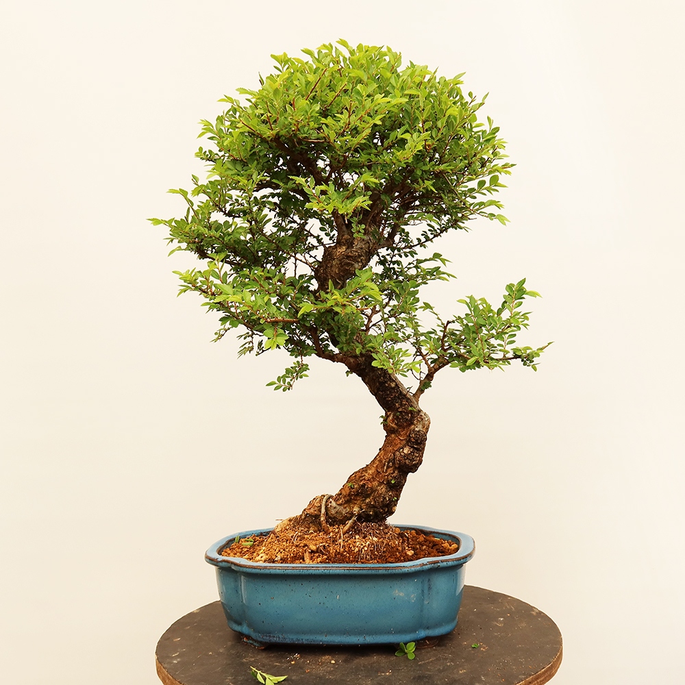 Bonsai na świeżym powietrzu - Zelkova - Zelkova NIRE