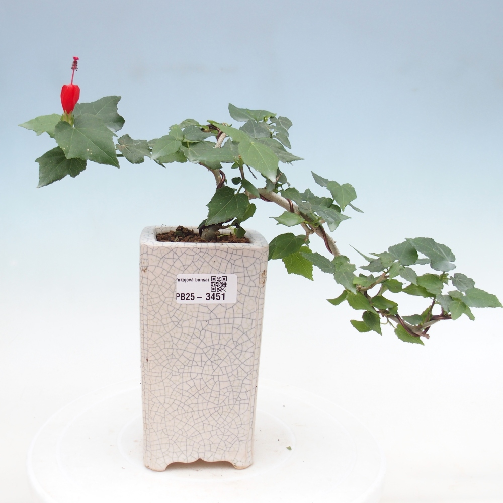 Bonsai domowe - Malvaviscus arboreus