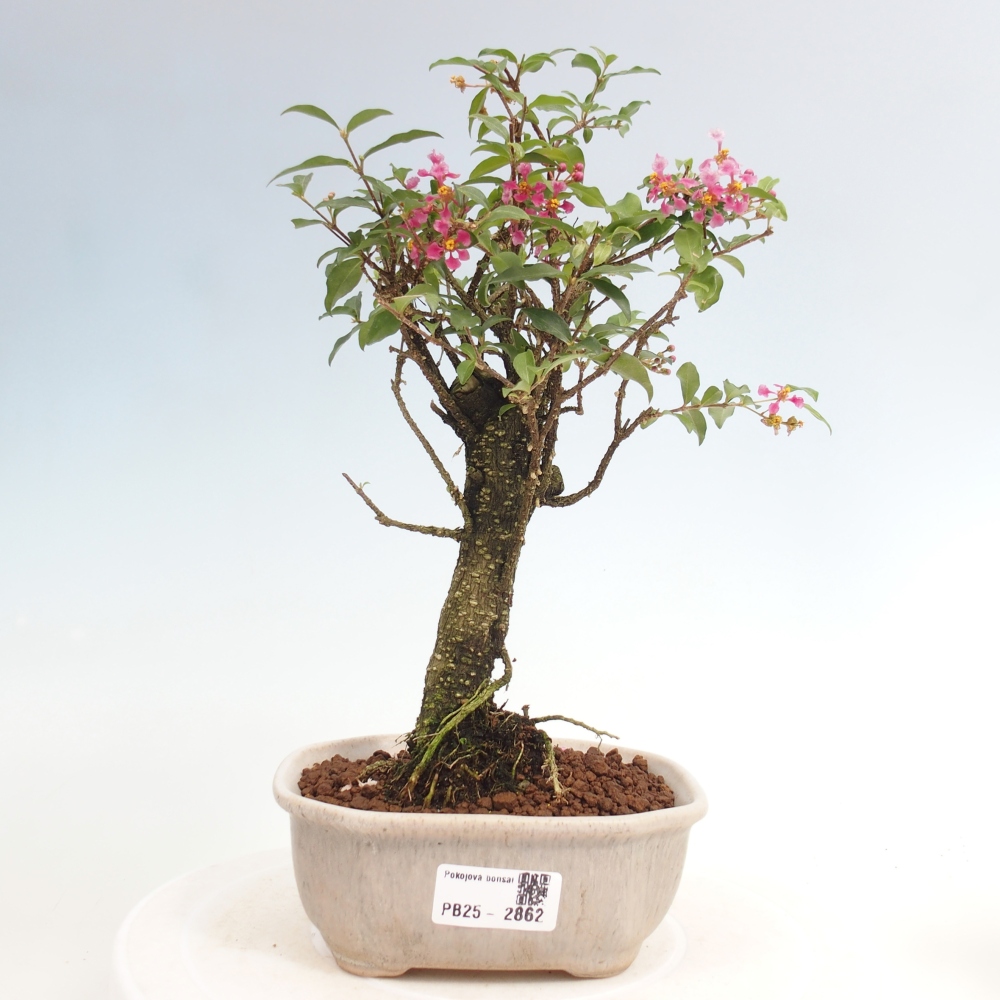 Bonsai pokojowe - Malpighia coccigera - Wiśnia Barbdorska
