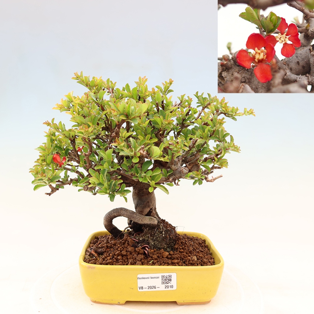 Bonsai zewnętrzne - Chaneomeles speciosa Chojubai