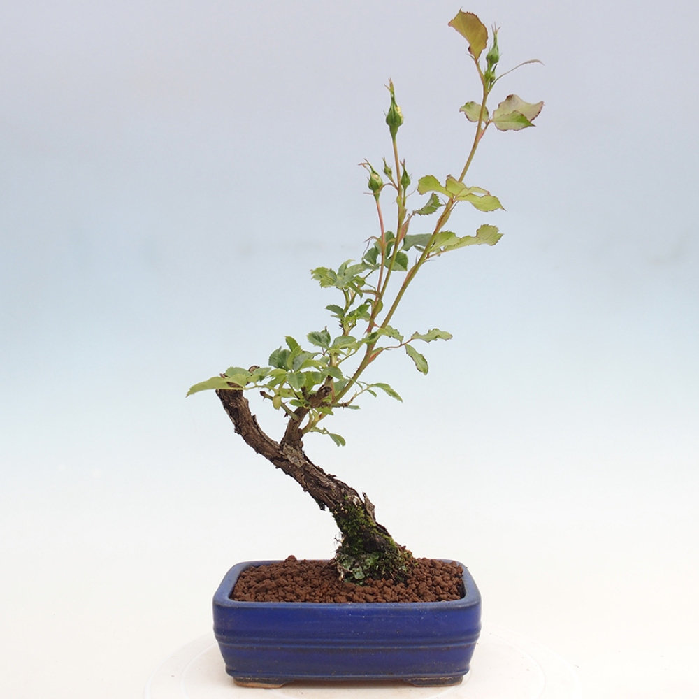 Bonsai na zewnątrz - Rosa Kordes - róża 