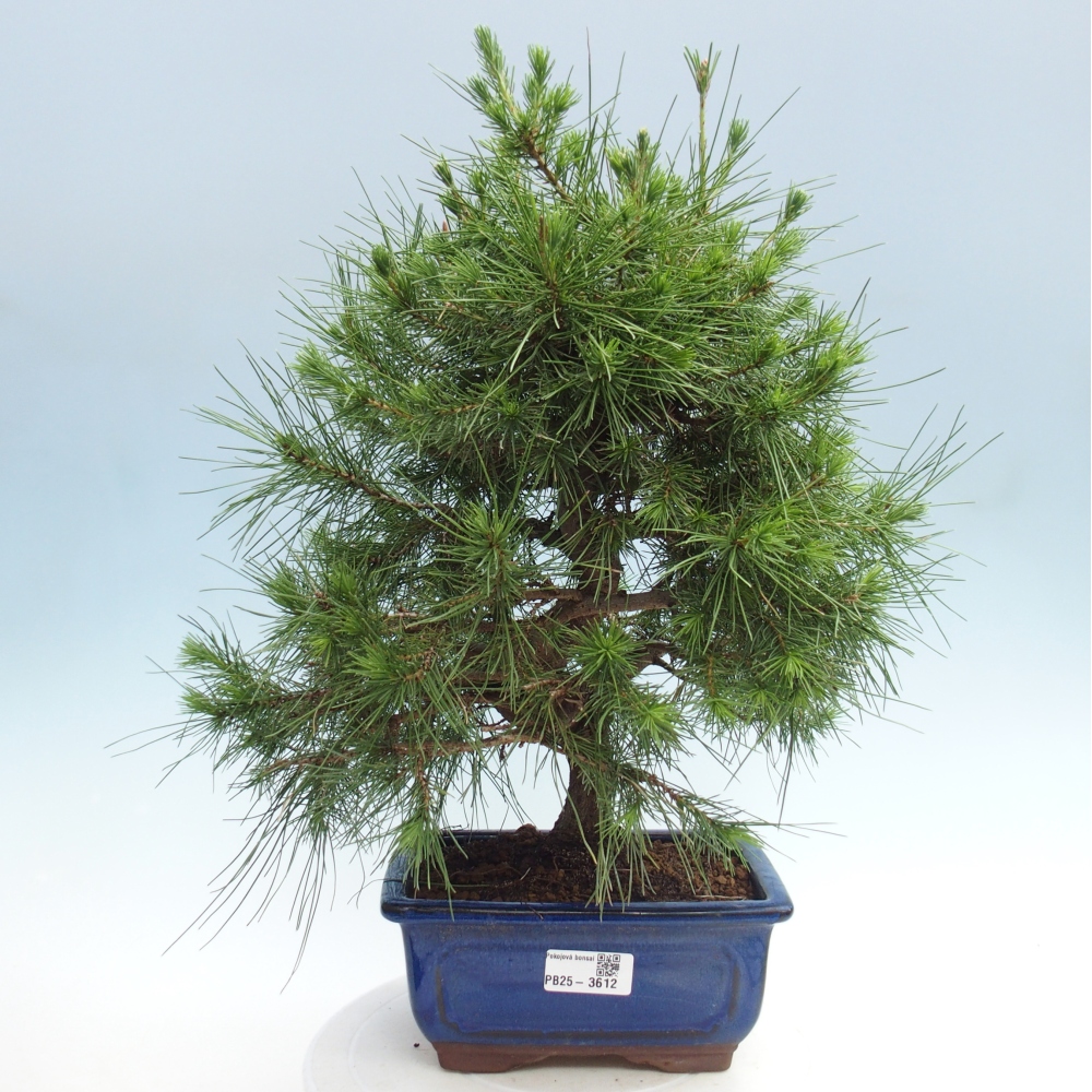 Pokój bonsai - Pinus halepensis - Sosna z Aleppo