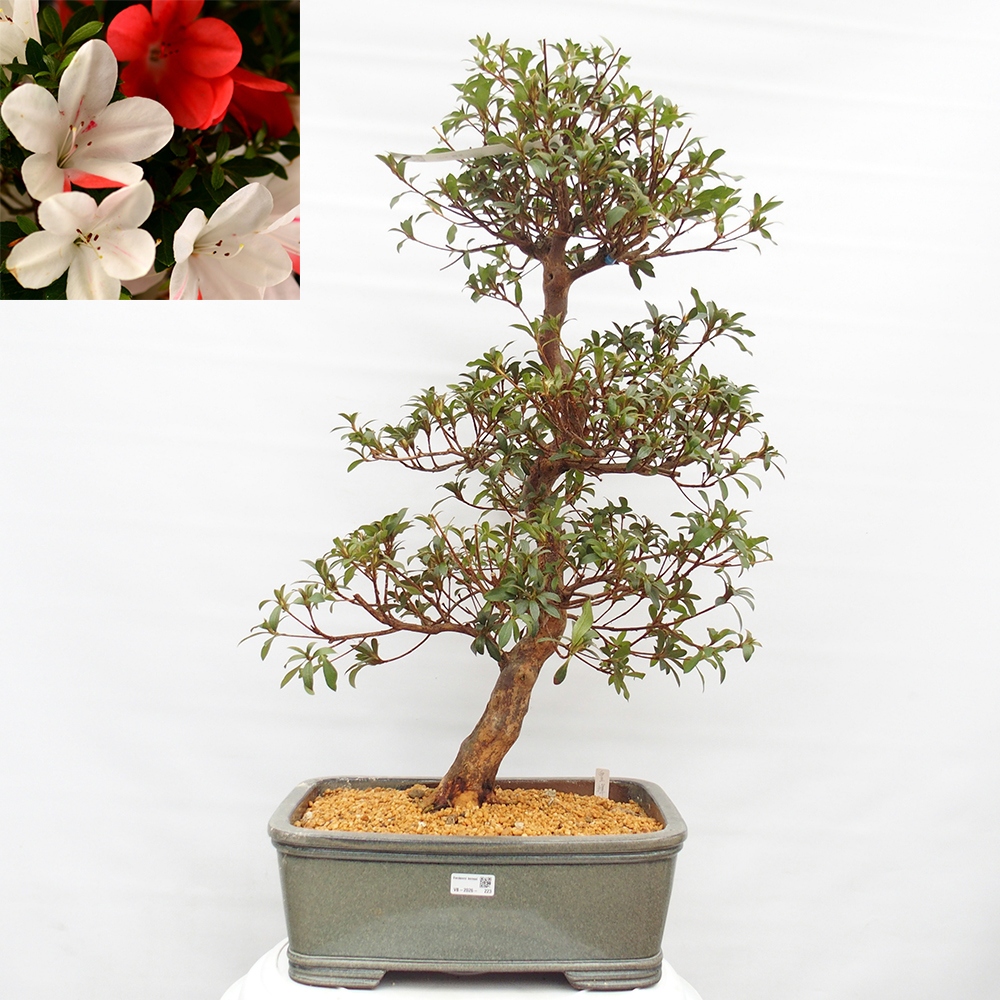 Bonsai zewnętrzne - Azalia japońska - Azalia Koki