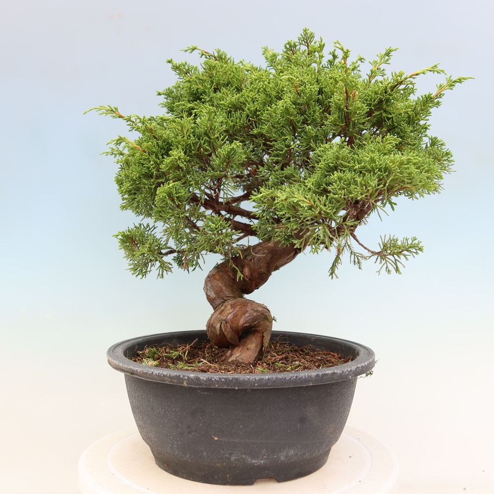 Bonsai ogrodowe – Juniperus chinensis Itoigawa – jałowiec chiński