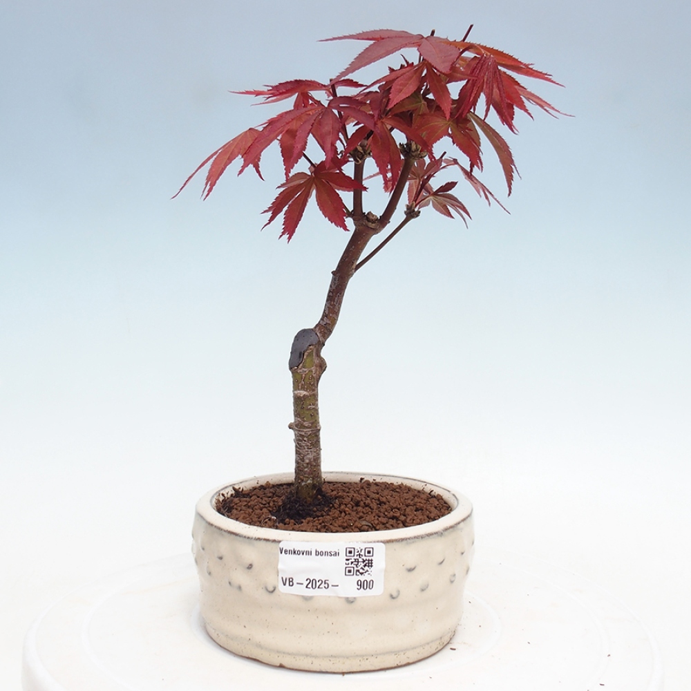 Bonsai zewnętrzne - palma Acer. Klon Atropurpureum-Palmleaf