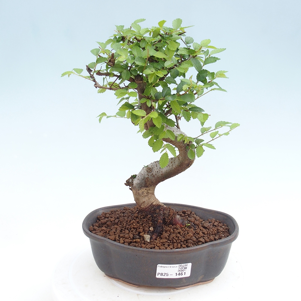 Bonsai wewnętrzne - Ulmus parvifolia - Wiąz drobnolistny