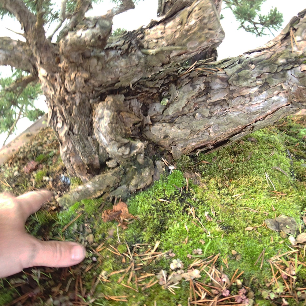 Yamadori - Pinus sylvestris Hiszpania