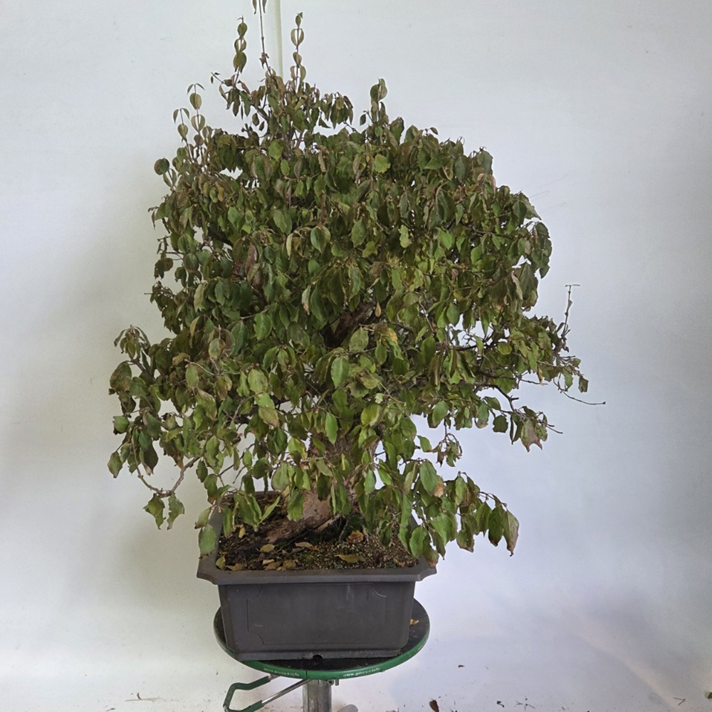 Dereń bonsai na zewnątrz - Cornus Mas