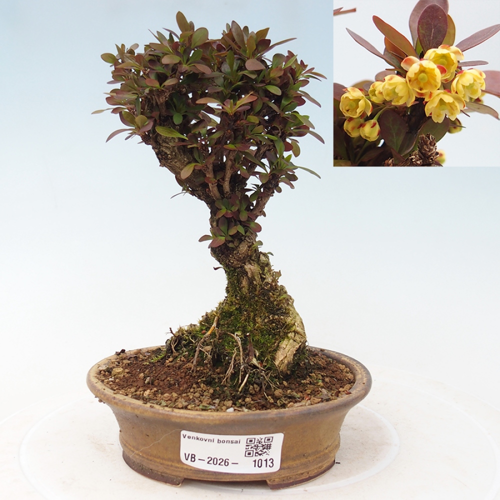 Bonsai zewnętrzne - Berberis Thunbergii Bagatelle
