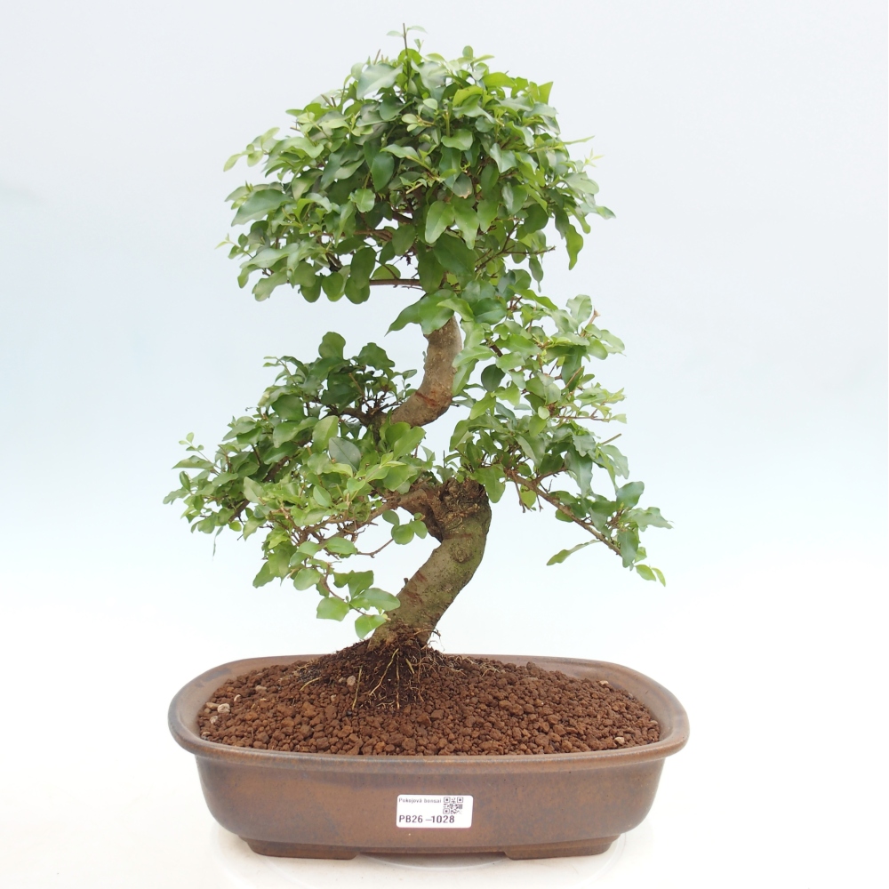 Pokój bonsai - Ligustrum chinensis - Dziób ptaka