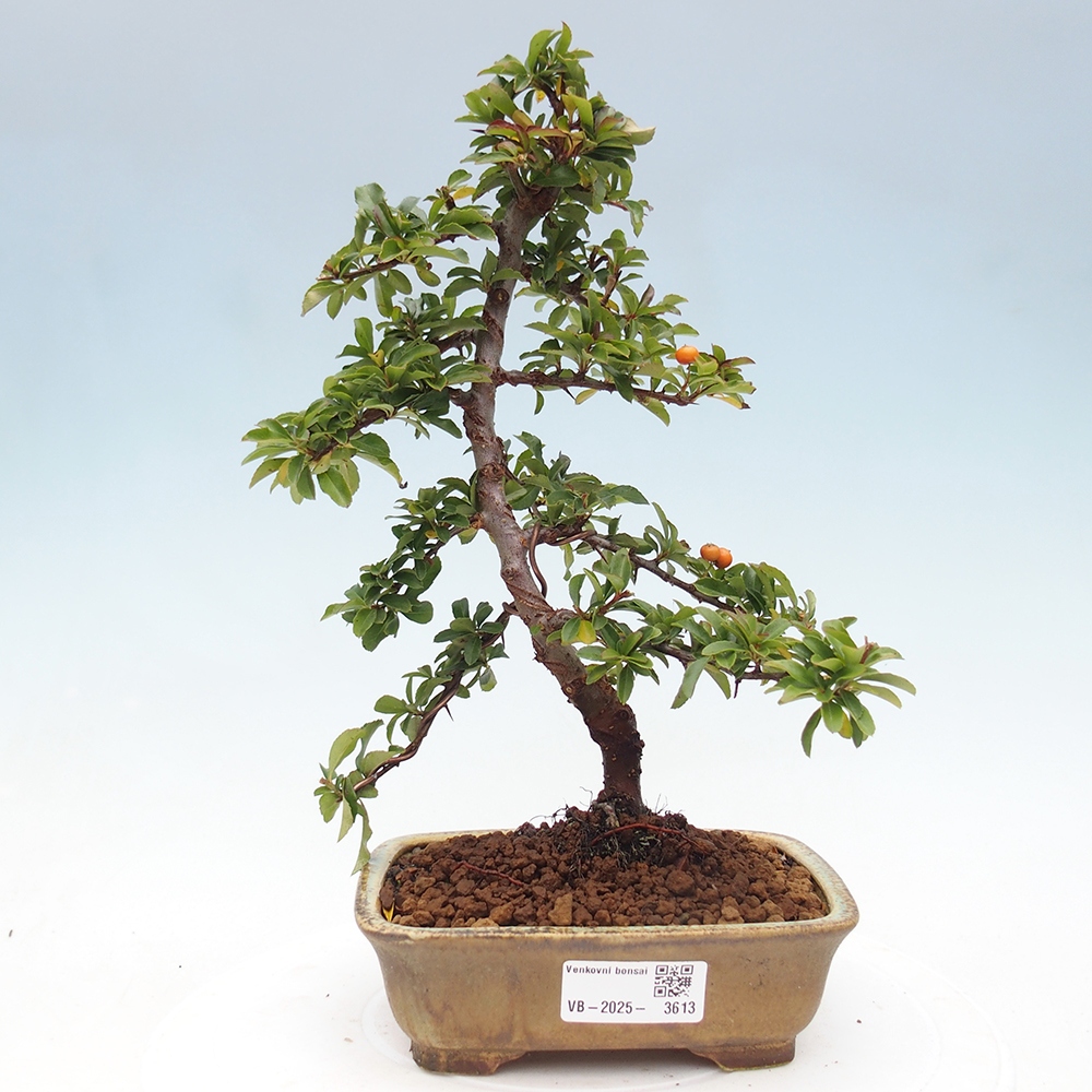 Outdoor bonsai-Pyracantha Teton -Hlox