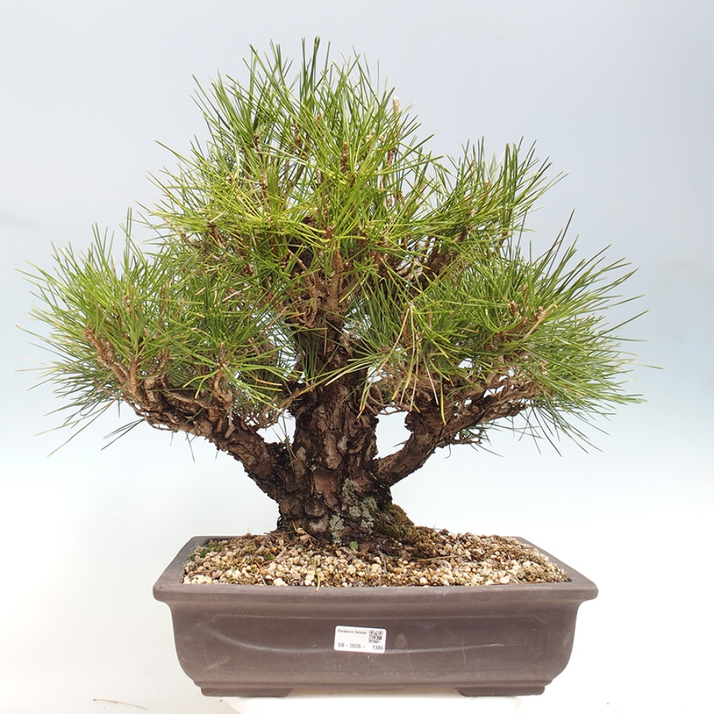 Outdoor bonsai - Pinus thunbergii - sosna Thunberga
