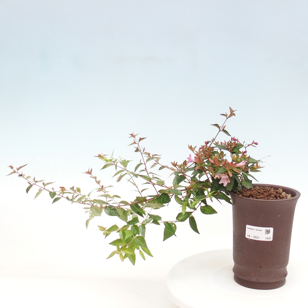 Bonsai zewnętrzne - Abelia Grandiflora - Abelia grandiflora