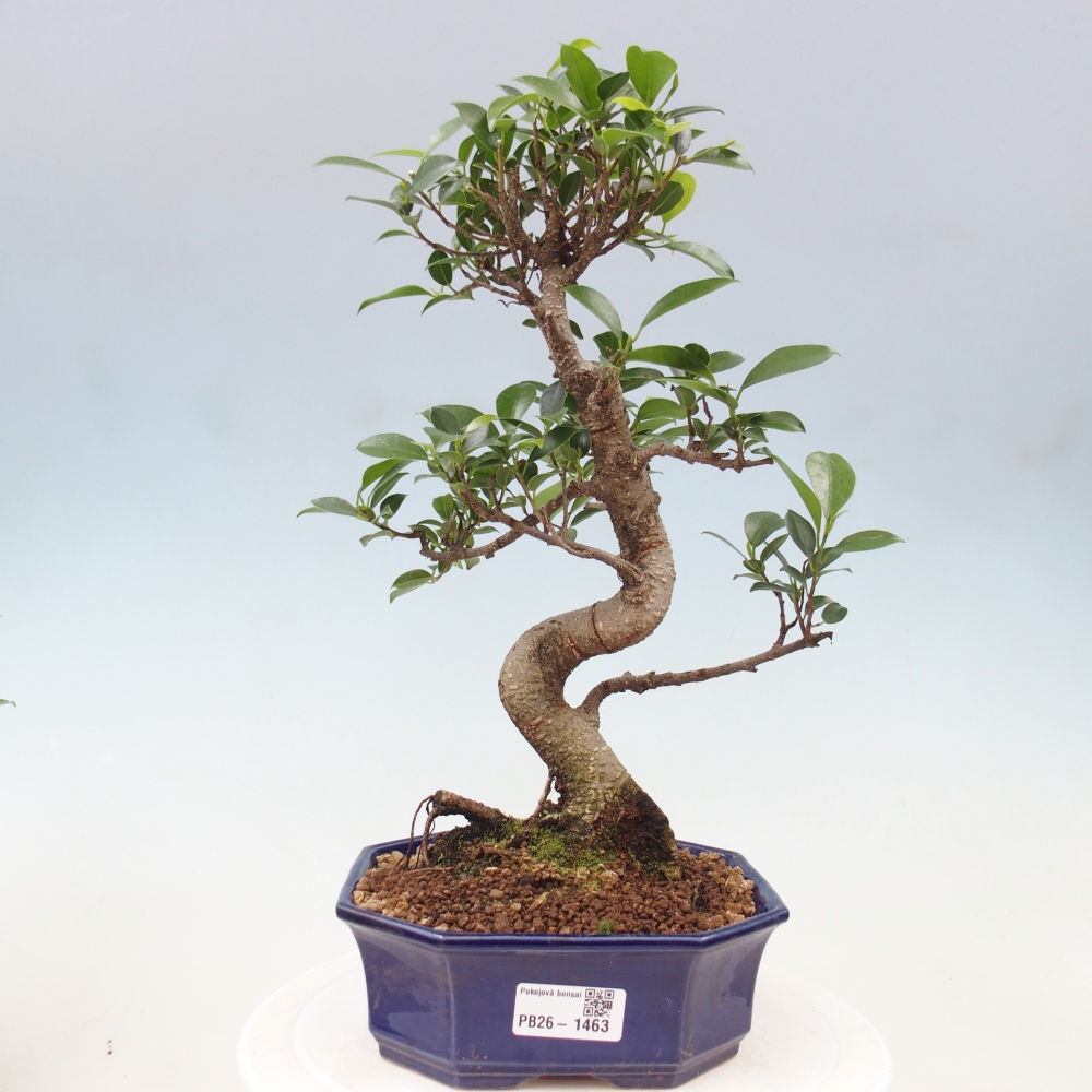 Pokój bonsai - Ficus retusa - figowiec drobnolistny