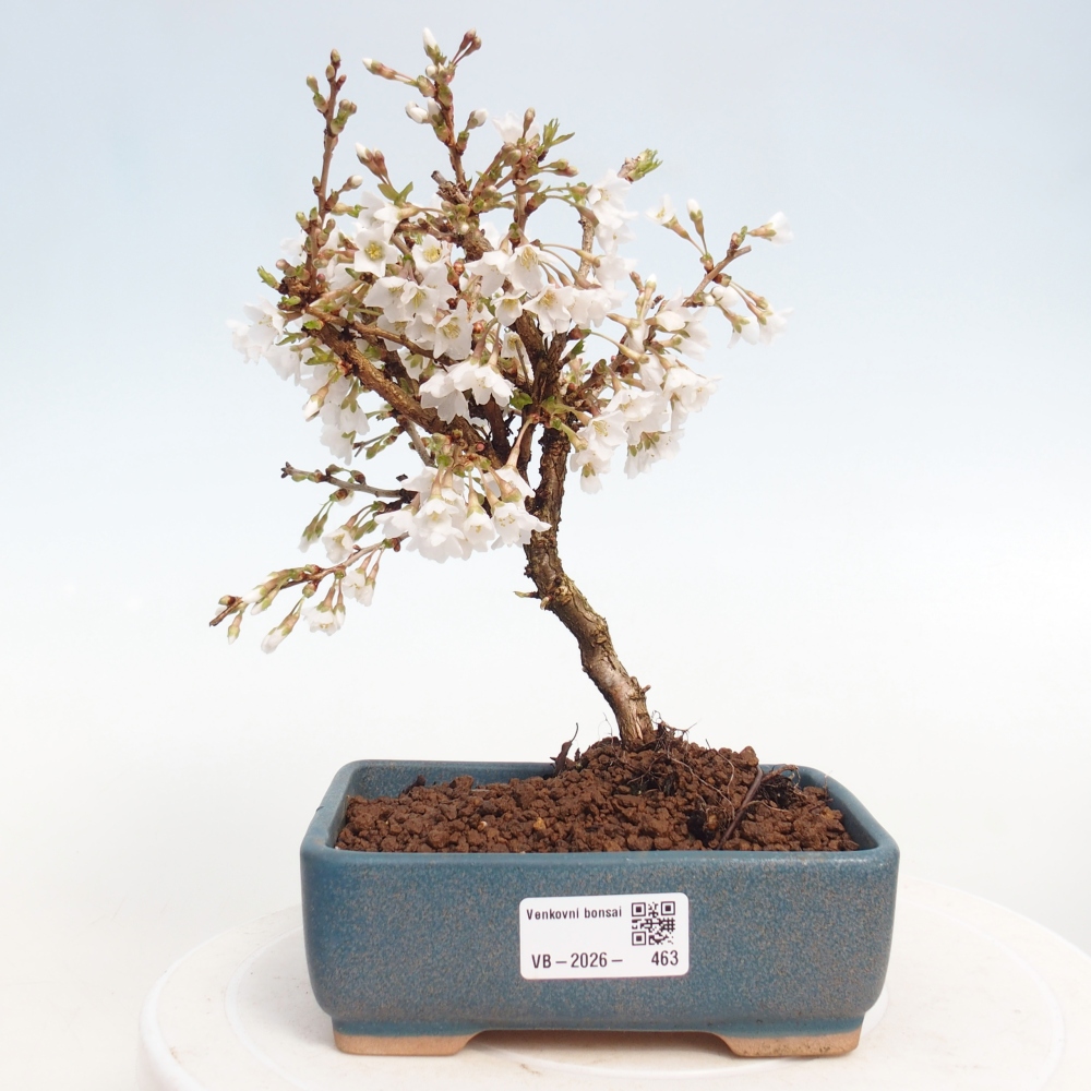 Outdoor bonsai - Prunus incisa Kojou-no mai-Plivon wycięty