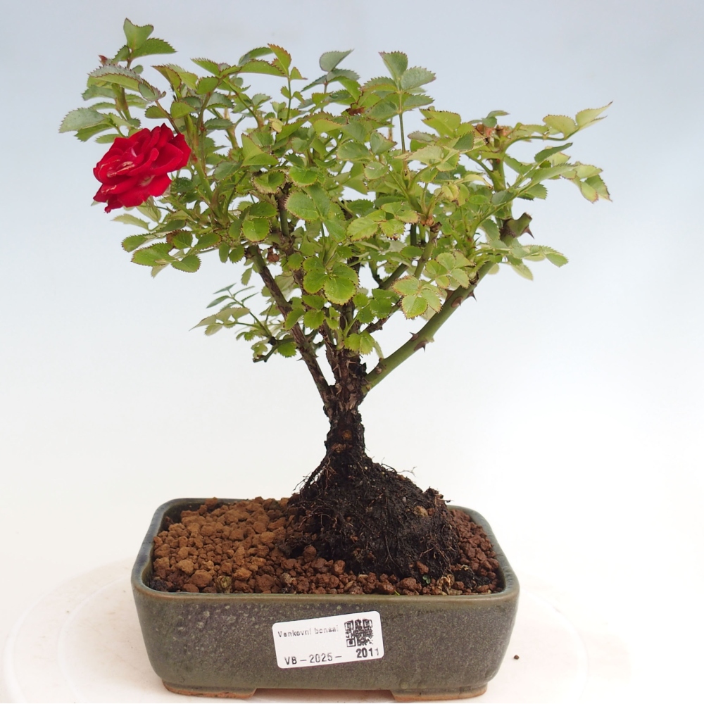 Bonsai na zewnątrz - Rosa Kordes - róża 