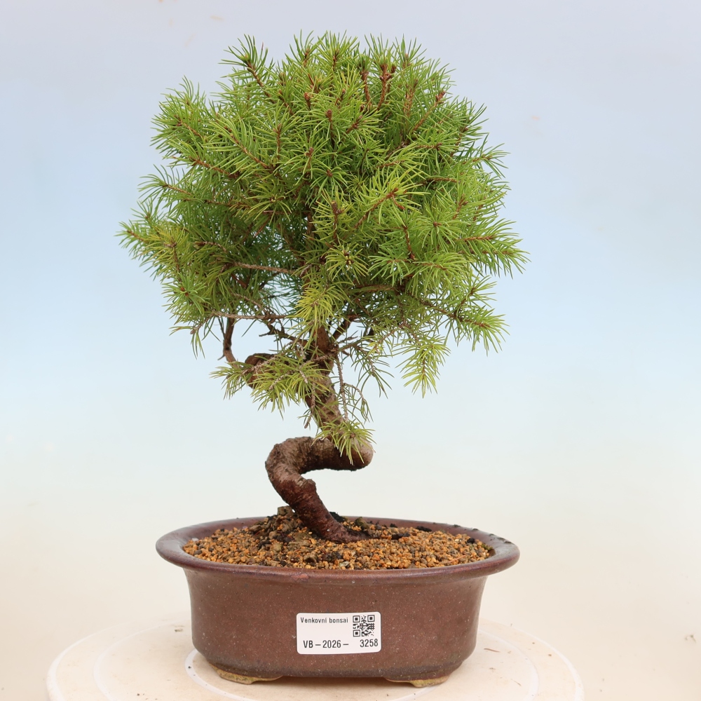 Outdoor bonsai - Świerk pospolity - Picea glauca globe