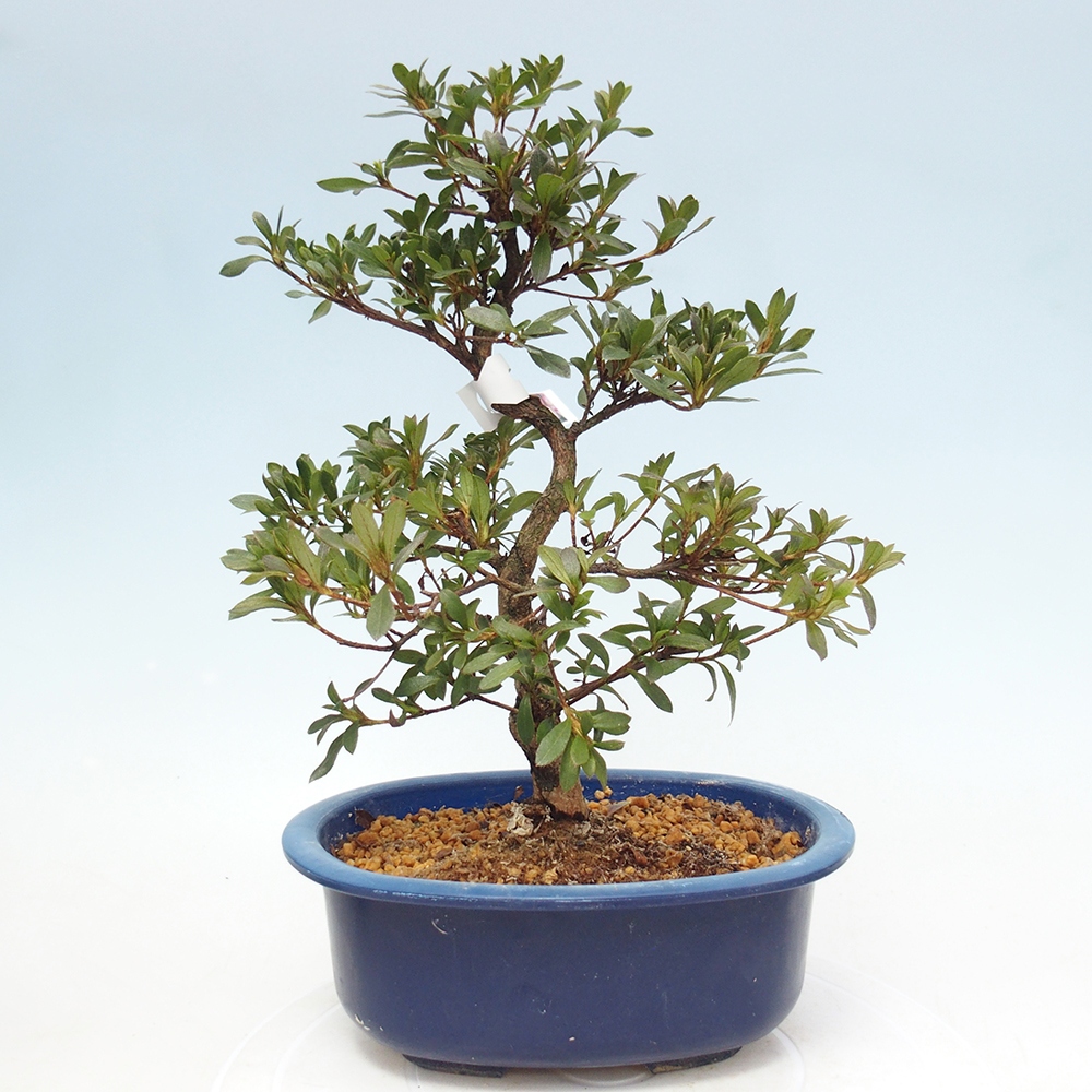 Bonsai zewnętrzne - Azalia japońska - Azalia Reiko