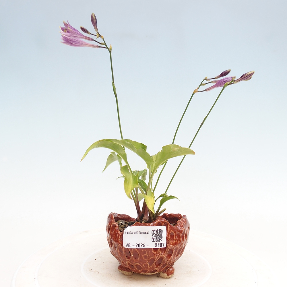 Outdoor bonsai - Mini Hosta - Bogini