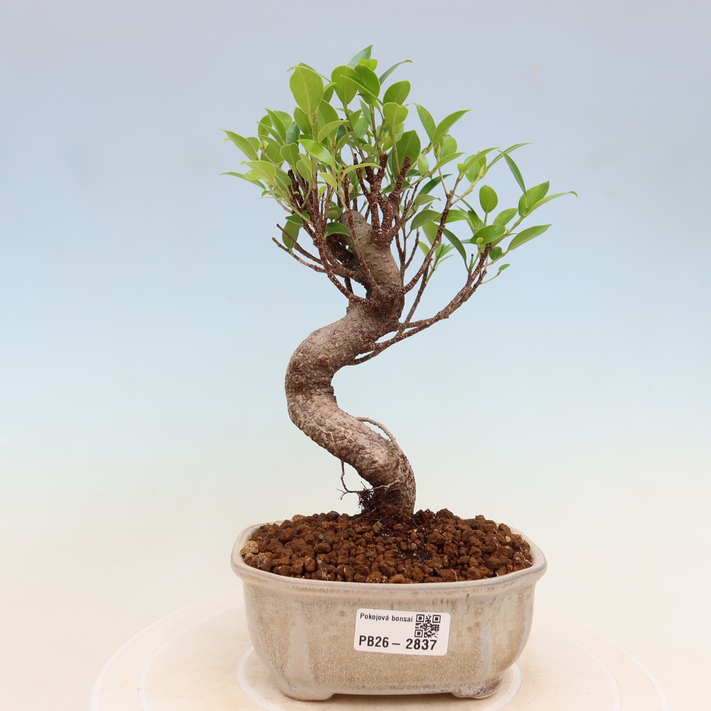 Pokój bonsai - Ficus kimmen - figowiec drobnolistny