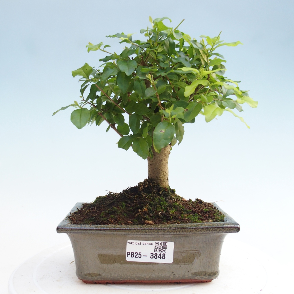 Pokój bonsai - Ligustrum chinensis - Dziób ptaka