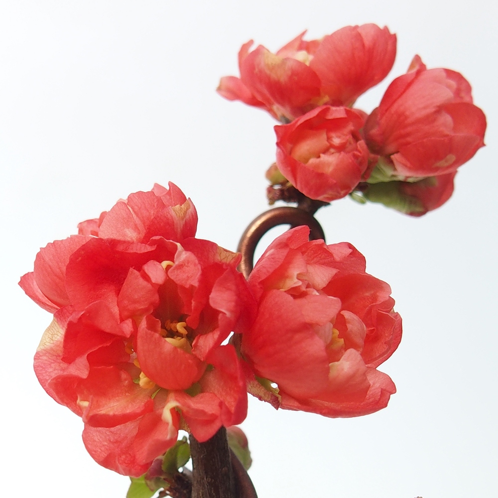 Outdoor bonsai - Chaneomeles s. Red Joy - Pigwa