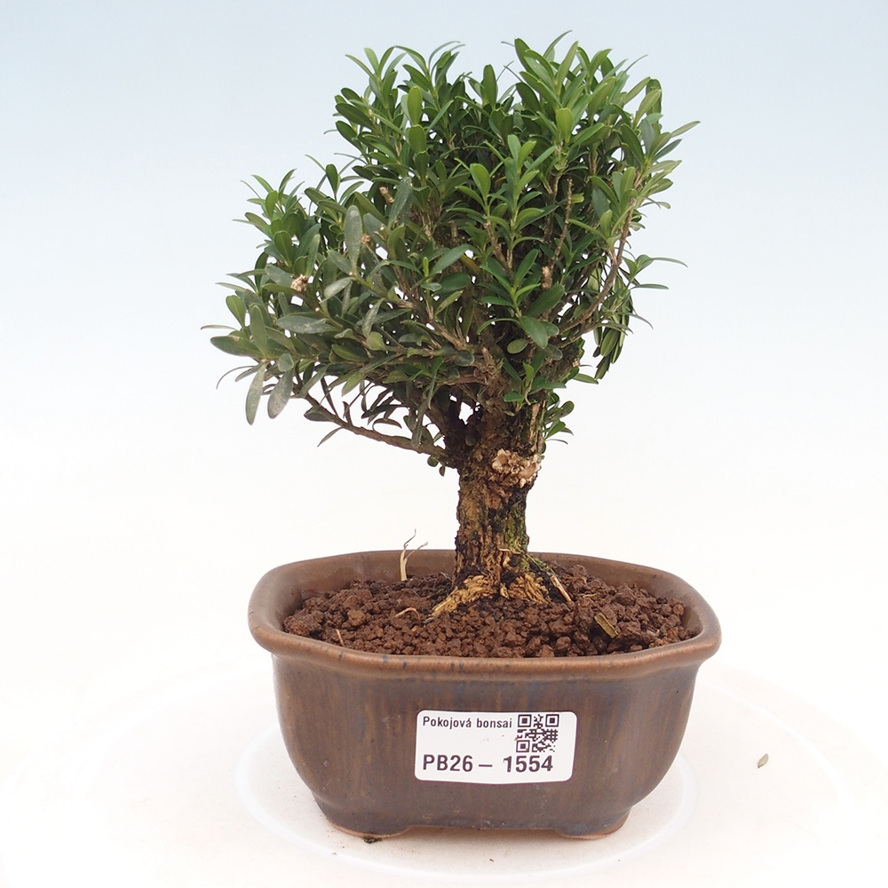Pokój bonsai - Buxus harlandii - buxus korkowy