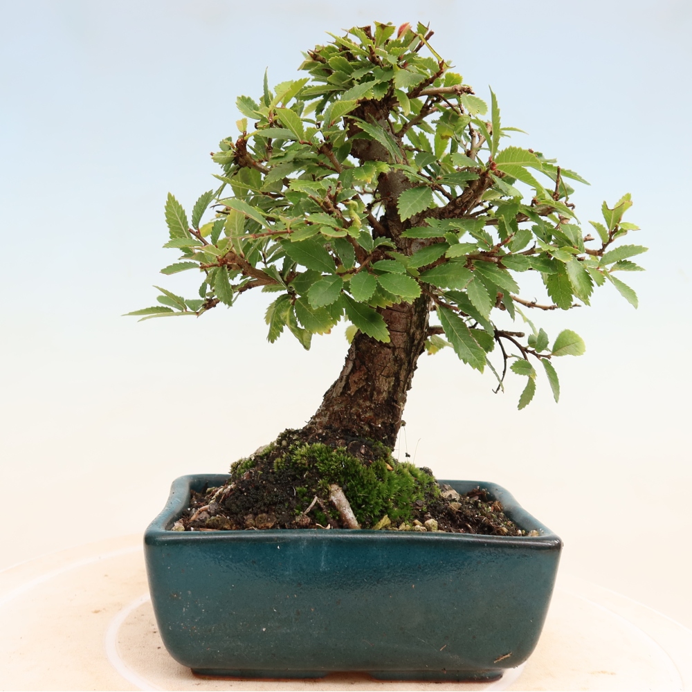 Bonsai zewnętrzne - Zelkova - Zelkova NIRE