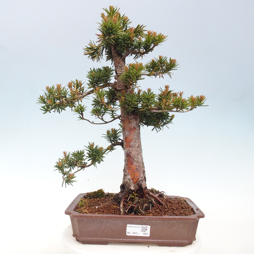 Bonsai na zewnątrz - Taxus cuspidata - cis japoński