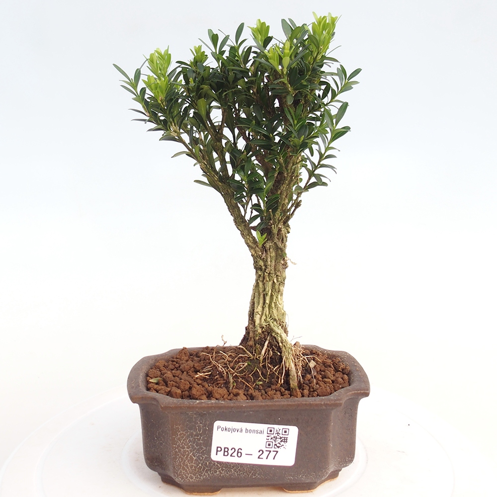 Pokój bonsai - Buxus harlandii - buxus korkowy