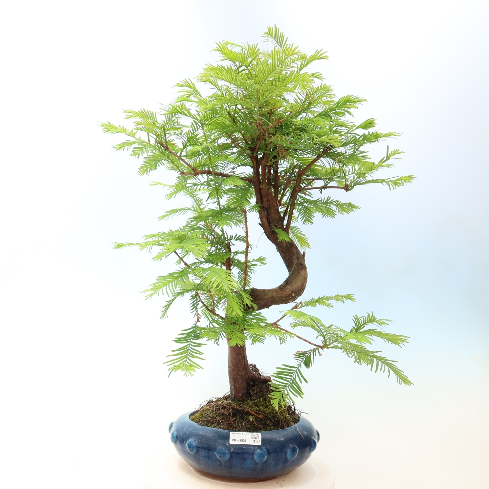 Outdoor bonsai - Metasequoia glyptostroboides - Metasekwoja chińska