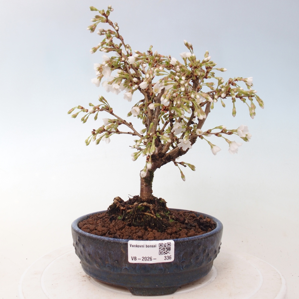 Outdoor bonsai - Prunus incisa Kojou-no mai-Plivon wycięty