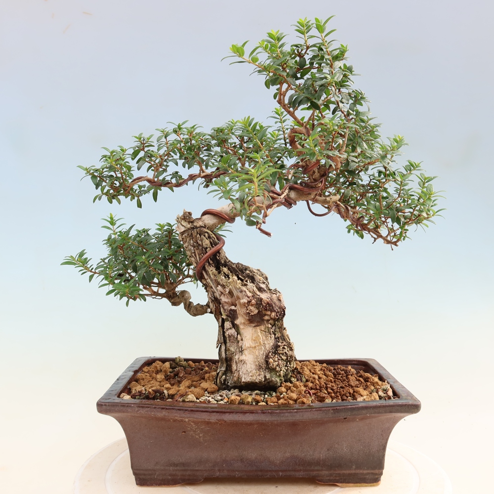 Bonsai pokojowe – Myrtus communis – mirt pospolity