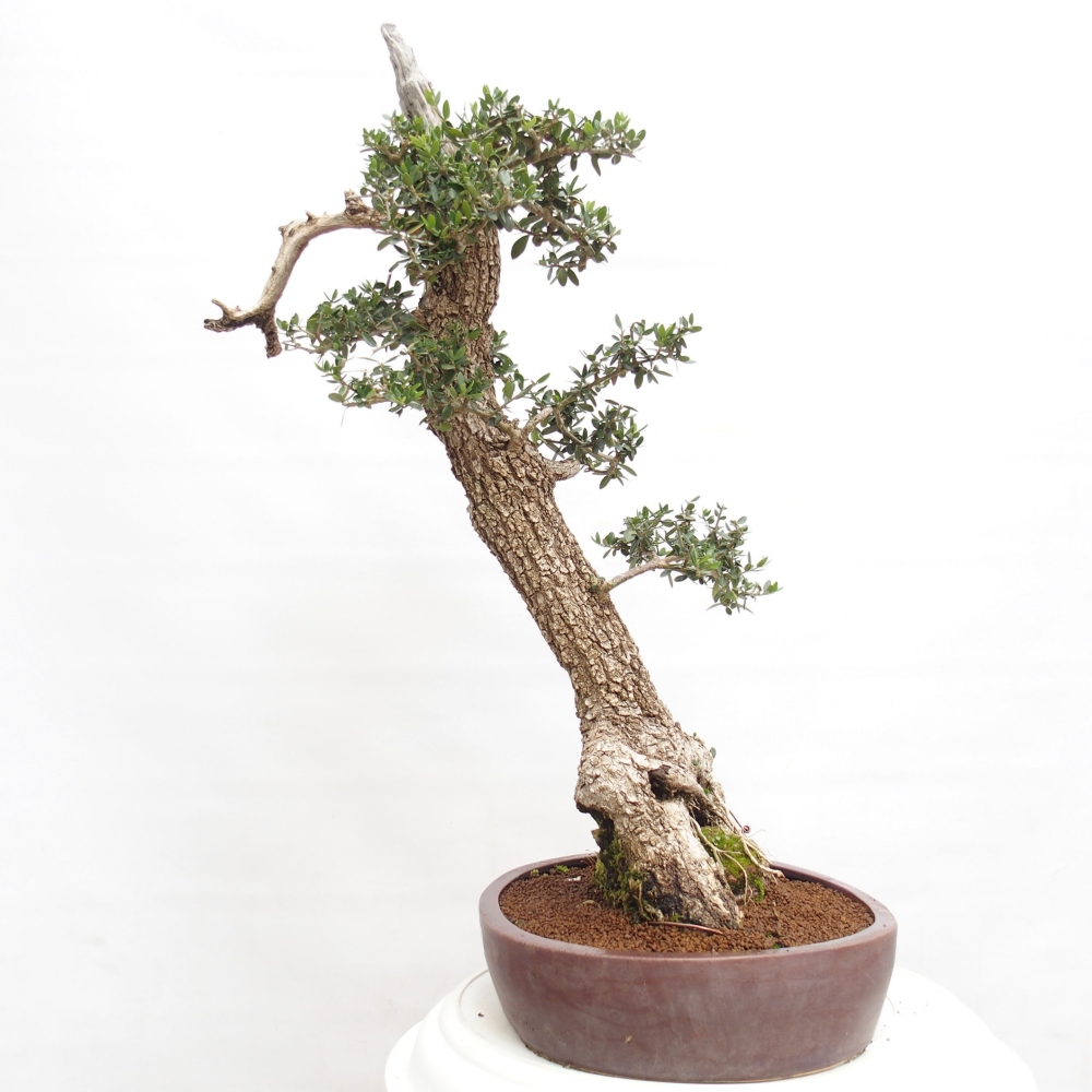 Kryte bonsai - Olea europaea sylvestris - Europejska oliwa z małych liści