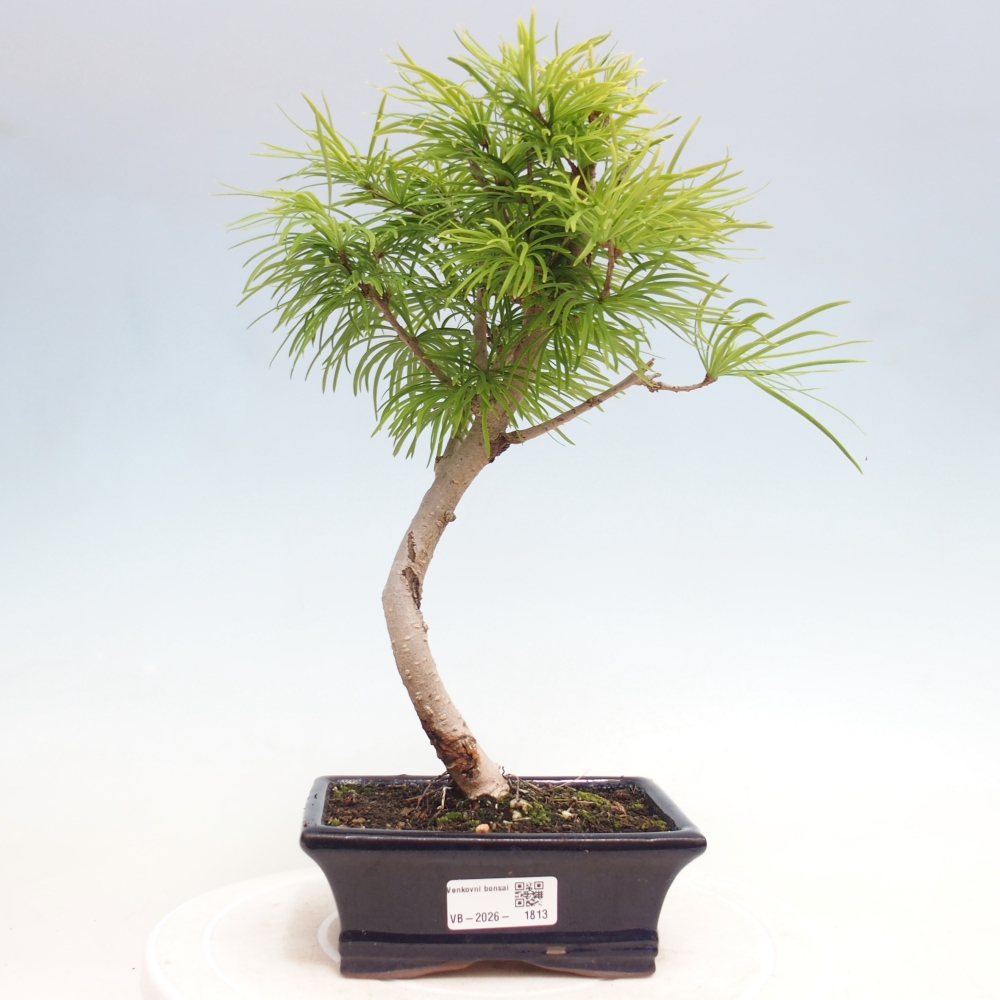 Bonsai zewnętrzne - Pseudolarix amabis-Pseudolarix amabis