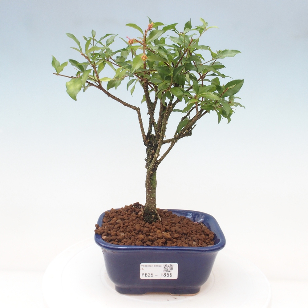 Bonsai pokojowe - Malpighia coccigera - Wiśnia Barbdorska