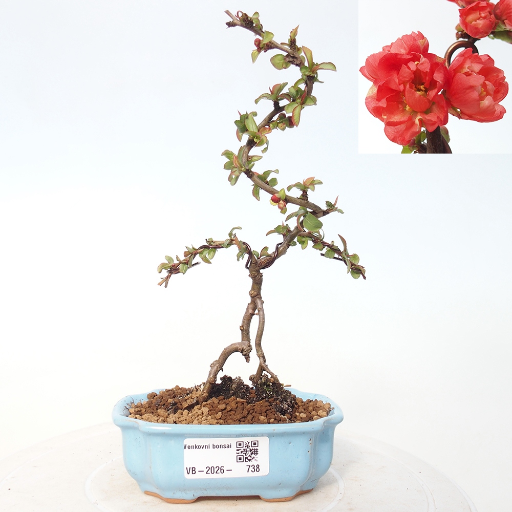 Outdoor bonsai - Chaneomeles s. Red Joy - Pigwa
