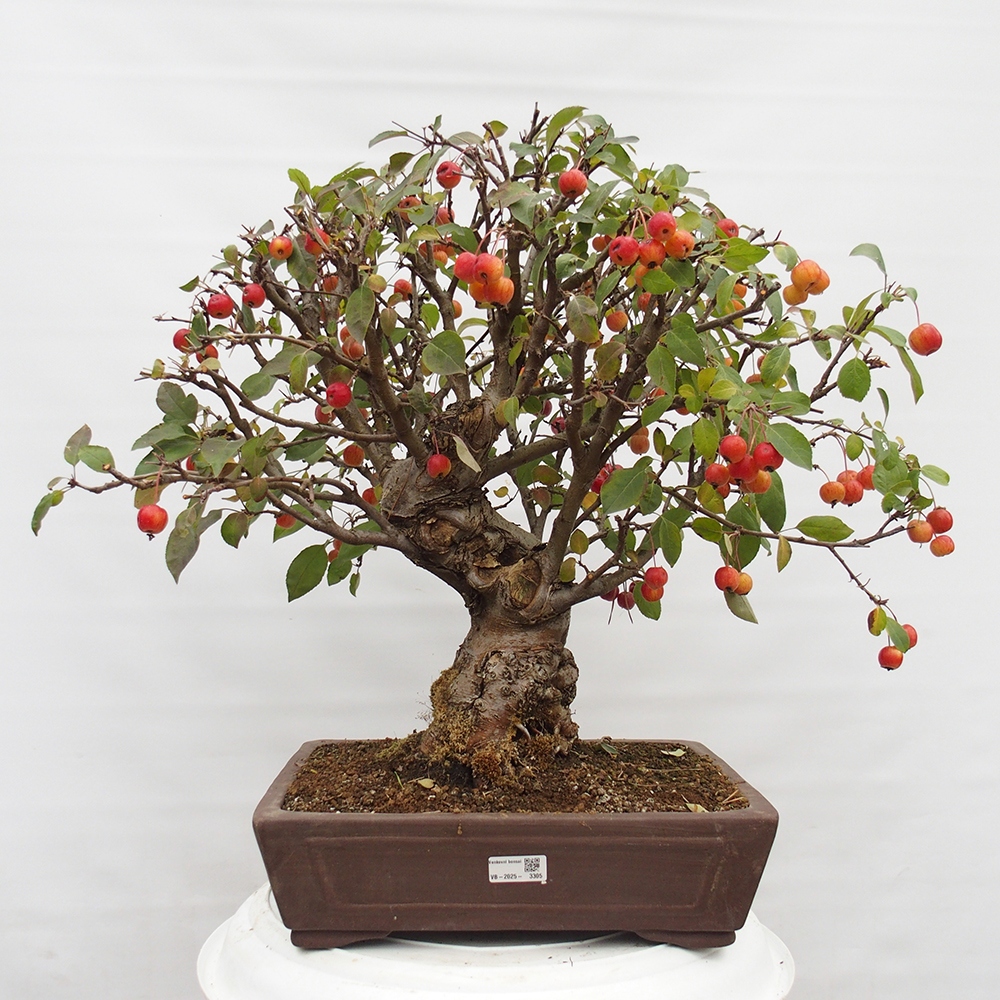 Bonsai plenerowe - Malus Halliana - Jabłoń drobnoowocowa