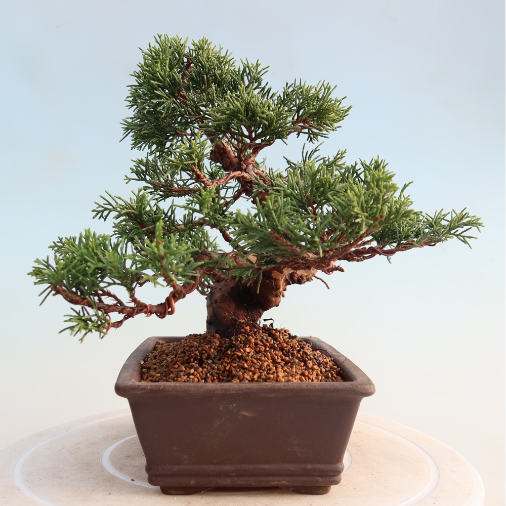 Outdoor bonsai - Juniperus chinensis Itoigawa - Jałowiec chiński