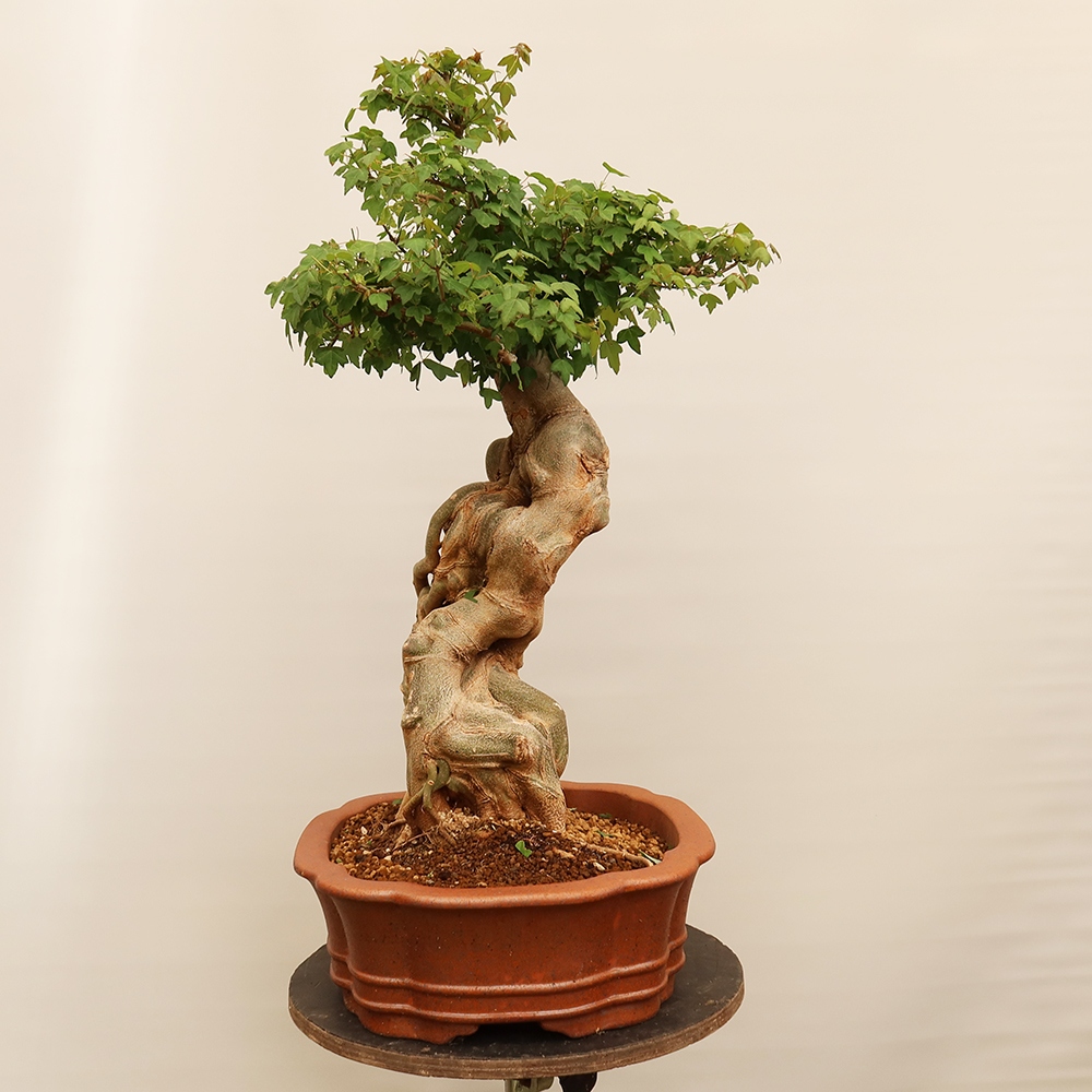 Outdoor bonsai - Klon burgeryjski - Acer burgerianum