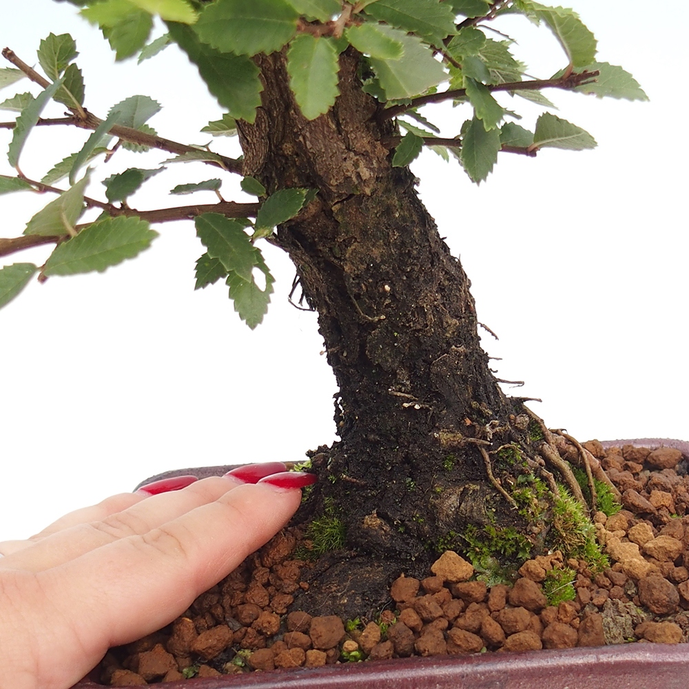 Outdoor bonsai - Zelkova - Zelkova NIRE