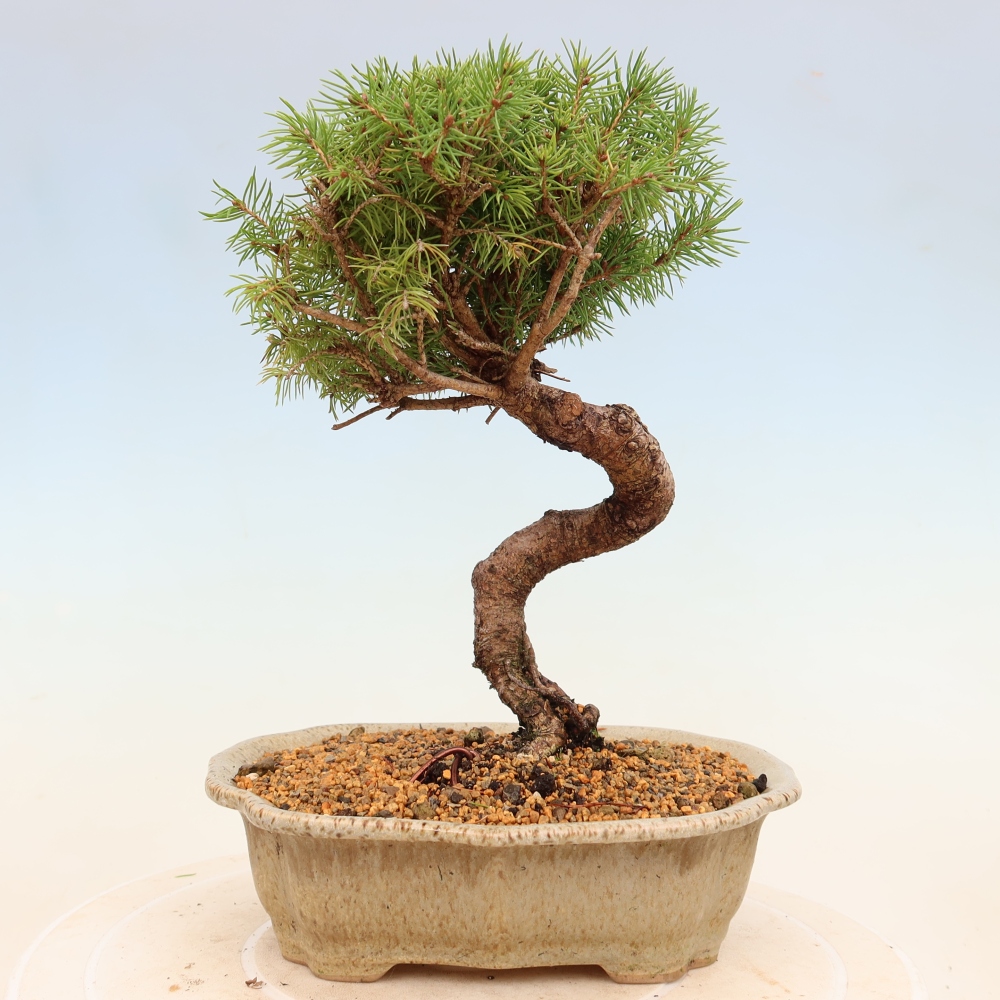 Outdoor bonsai - Świerk pospolity - Picea glauca globe